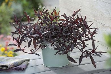 《环法自行车赛2025》Steam页面 6月5日发售